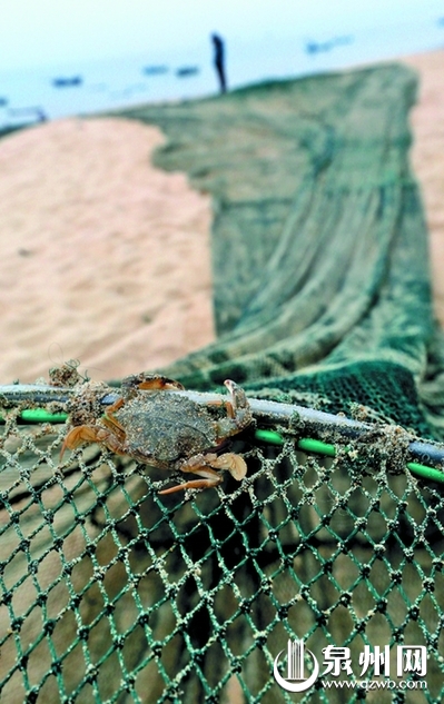 岸邊布滿了漁網,小蟹企圖逃脫